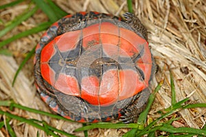 Painted Turtle (Chrysemys picta) photo