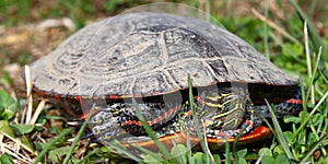 Painted Turtle (Chrysemys picta) photo