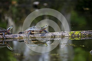 The painted turtle Chrysemys picta