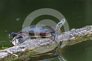 The painted turtle Chrysemys picta