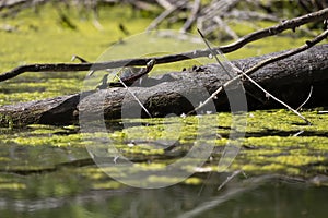 The painted turtle Chrysemys picta