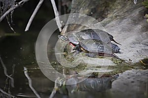 The painted turtle Chrysemys picta