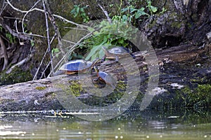 The painted turtle Chrysemys picta