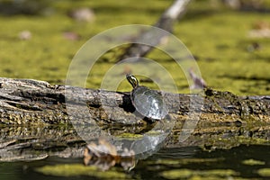 The painted turtle Chrysemys picta