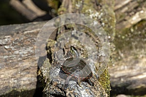 The painted turtle Chrysemys picta