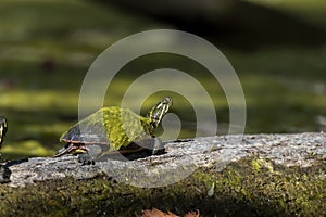 The painted turtle Chrysemys picta