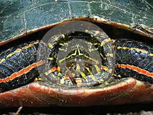 Painted Turtle (Chrysemys picta)