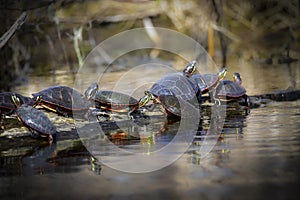 The painted turtle Chrysemys picta.