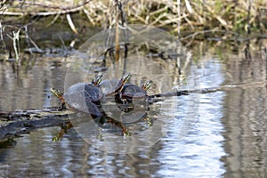 The painted turtle Chrysemys picta.