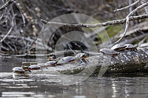 The painted turtle Chrysemys picta.