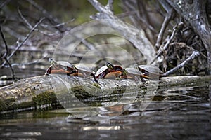 The painted turtle Chrysemys picta.