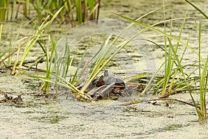 The painted turtle (Chrysemys picta).