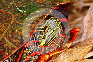 Painted Turtle (Chrysemys picta)