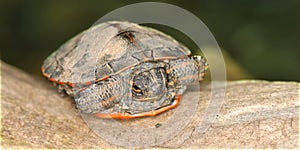 Painted Turtle (Chrysemys picta)