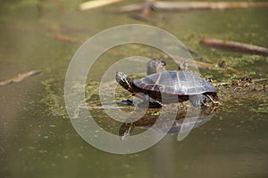 Painted turtle Chrysemys picta along edge of wetland