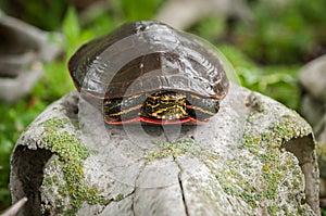 Painted Turtle Chrysemys picta Atop Skull photo