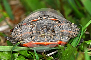 Painted Turtle (Chrysemys picta) photo