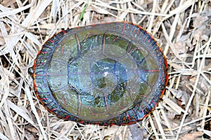 Painted Turtle (Chrysemys picta) Carapace photo