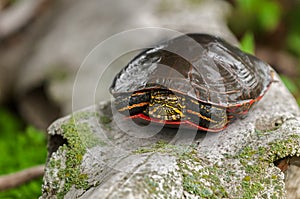 Painted Turtle (Chrysemys picta) Closeup photo