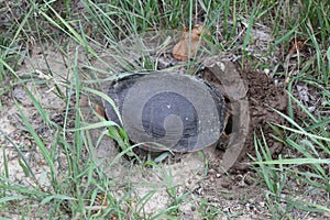 Painted turtle Chrysemys picta digging a hole to lay her eggs