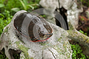 Painted Turtle Chrysemys picta Faces Right Atop Deer Skull photo