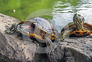 Painted turtle,Chrysemys picta photo