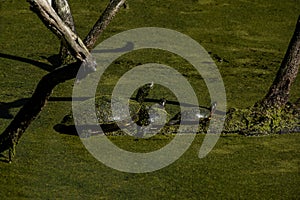 Painted turtles (Chrysemys picta) photo