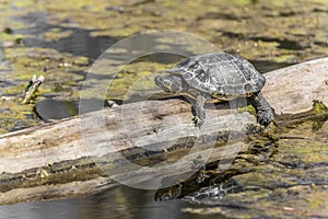 Painted turtle Chrysemys picta photo