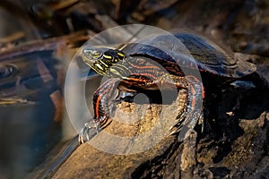 Painted Turtle (Chrysemys picta) - portrait