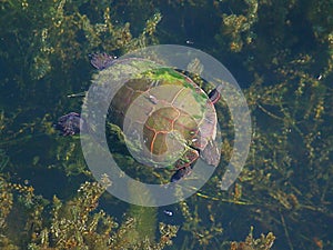 Painted Turtle (Chrysemys picta) Swimming