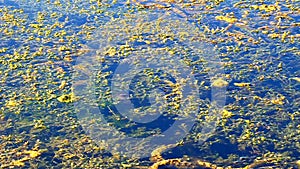 Painted Turtle (Chrysemys picta) Swimming