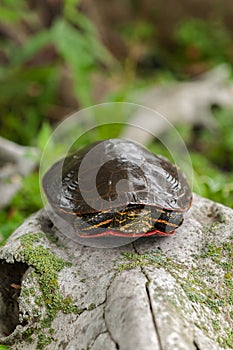 Painted Turtle (Chrysemys picta) Vertical Closeup photo