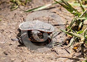 Painted turtle - Chrysemys picta - walking on dirt ground and looking ahead.