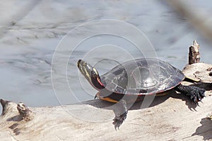 Painted Turtle on a Fallen Log