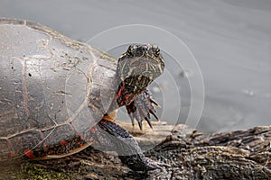 Painted turtle gets a close up perched on a log by the river