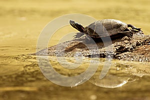 Painted Turtle Golden Pond