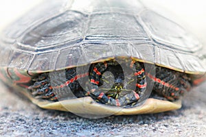 Painted turtle hiding in shell