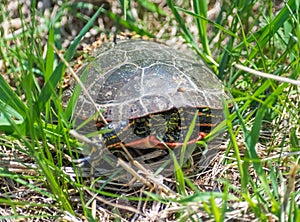 Painted Turtle With Head In Shell