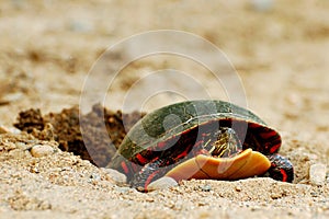Painted Turtle Laying Eggs