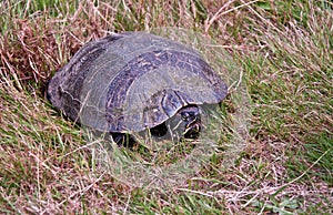 Painted Turtle Laying Eggs in Grass