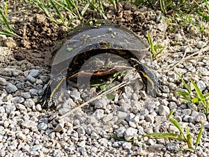 Painted Turtle Laying Eggs