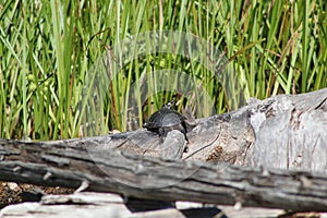 Painted Turtle On Log photo