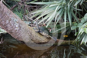 Painted turtle on a log over the pond