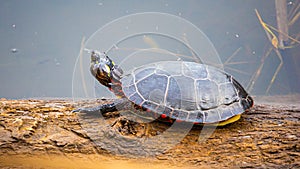 Painted Turtle on a Log photo
