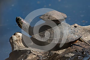 Painted turtle on log with smalled turtle on back