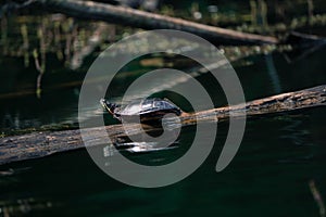 Painted turtle on a log in a tranquil pond. Chrysemys picta.