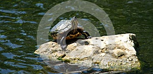 Painted turtle at Miami Fairchild botanical garden