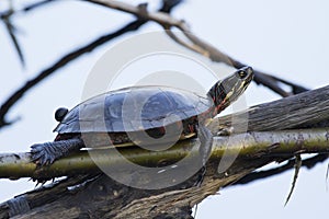 Painted Turtle