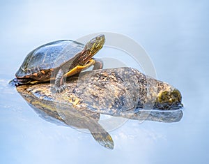 Painted Turtle photo