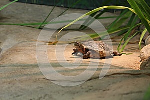 Western Painted Turtle resting AND BASKING ON A PLATFORM IN CAPTIVITY photo